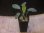 画像4: Homalomena sp. "Hitam besar" from Aceh Besar【AZ0324-3otr】 (4)