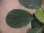 画像2: Homalomena sp. "Hitam besar" from Aceh Besar【AZ0324-3otr】 (2)