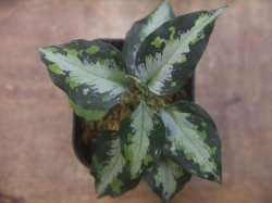 画像2:  Aglaonema pictum "type NIRVASH" from Pulau Nias【AZ0611-3】