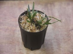 画像3: Microsorum sp. from Pagaralam【AZ0823-4】