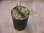 画像3: Microsorum sp. from Pagaralam【AZ0823-4】 (3)