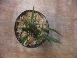 画像2: Microsorum sp. from Pagaralam【AZ0823-4】