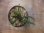 画像2: Microsorum sp. from Pagaralam【AZ0823-4】 (2)