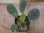 画像3: Homalomena sp. "Hitam besar" from Aceh Besar【AZ0324-3otr】 (3)