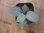 画像3: Homalomena sp. "Shirogane" SGR from Pulau Lingga【HW1011-XX】 (3)