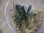 画像1: Bucephalandra sp. Murung raya【LA0813-1】 (1)
