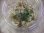 画像2: Bucephalandra sp. Kanowit Sarawak【TB】 (2)