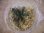 画像3: Bucephalandra sp. Murung raya【LA0813-1】 (3)