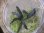 画像2: Bucephalandra sp. "Sintang 2D" from Sintang【HW0220-04】 (2)