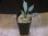 画像4: Homalomena sp. "Groove" from Sibolga timur【AZ0425-4】 (4)