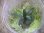 画像2: Bucephalandra sp. "彩雲" from Kapuas【AZX0420-12】 (2)