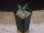 画像4: Piptospatha sp. from Ng Pinoh【AZ0425-3】 (4)