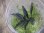 画像1: Bucephalandra sp. "Sintang 2D" from Sintang【HW0220-04】 (1)