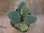 画像3: Homalomena sp. "Beard" from Padangsidempuan【AZ0425-8】 (3)