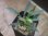画像1: Homalomena sp. "Narrow leaf" from Sibolga timur【AZ0425-4】 (1)