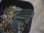 画像2: Homalomena sp. "Laputa" from Batang Toru【AZ0425-9】 (2)