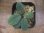 画像3: Homalomena sp. "Beard" from Padangsidempuan【AZ0425-8】 (3)