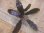 画像2: Bucephalandra sp. "AZ No1" from Kalimantan barat【AZ0420-8】L株 (2)