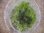 画像3: Bucephalandra sp. "Sintang 3D" from Sintang【HW0220-04】 (3)
