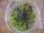 画像3: Bucephalandra sp. "Sintang 3D" from Sintang【HW0220-04】 (3)