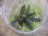 画像1: Bucephalandra sp. "Sintang 3D" from Sintang【HW0220-04】 (1)