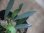 画像2: Homalomena sp. "Narrow leaf" from Sibolga timur【AZ0425-4】 (2)