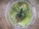 画像3: Bucephalandra sp. "彩雲" from Kapuas【AZX0420-12】 (3)