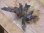 画像3: Bucephalandra sp. "AZ No1" from Kalimantan barat【AZ0420-8】XL株 (3)