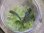画像1: Bucephalandra sp. "Kanowit" Sarawak【TB】 (1)