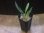 画像4: Homalomena sp. "Narrow leaf" from Sibolga timur【AZ0425-4】 (4)
