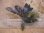 画像2: Bucephalandra sp. "AZ No1" from Kalimantan barat【AZ0420-8】XL株 (2)