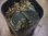 画像1: Homalomena sp. "Laputa" from Batang Toru【AZ0425-9】 (1)