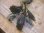 画像3: Bucephalandra sp. "AZ No1" from Kalimantan barat【AZ0420-8】XL株 (3)