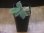 画像4: Homalomena sp. "Beard" from Padangsidempuan【AZ0425-8】 (4)