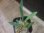 画像1: Homalomena sp. "Narrow leaf" from Sibolga timur【AZ0425-4】 (1)