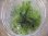 画像1: Bucephalandra sp. "Sintang 3D" from Sintang【HW0220-04】 (1)