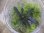 画像1: Bucephalandra sp. "Sintang 3D" from Sintang【HW0220-04】 (1)