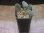 画像4: Homalomena sp. "Beard" from Padangsidempuan【AZ0425-8】 (4)