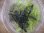 画像3: Bucephalandra sp. "Sintang 2D" from Sintang【HW0220-04】複数芽 (3)