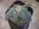 画像1: Homalomena sp. "Beard" from Padangsidempuan【AZ0425-8】 (1)