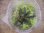 画像3: Bucephalandra sp. "Sintang 3D" from Sintang【HW0220-04】 (3)