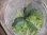 画像1: Bucephalandra sp. "彩雲" from Kapuas【AZX0420-12】 (1)