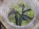 画像1: Bucephalandra sp. "Sintang 2D" from Sintang【HW0220-04】 (1)