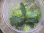 画像2: Bucephalandra sp. "彩雲" from Kapuas【AZX0420-12】 (2)