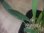 画像2: Homalomena sp. "Narrow leaf" from Sibolga timur【AZ0425-4】 (2)