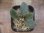 画像2: Homalomena sp. "Beard" from Padangsidempuan【AZ0425-8】 (2)