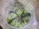 画像1: Bucephalandra sp. "Kanowit" Sarawak【TB】 (1)