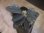 画像2: Homalomena sp. "Laputa" from Batang Toru【AZ0425-9】 (2)