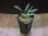 画像4: Homalomena sp. "Narrow leaf" from Sibolga timur【AZ0425-4】 (4)