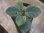 画像1: Homalomena sp. "Beard" from Padangsidempuan【AZ0425-8】 (1)